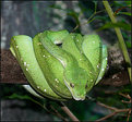 Picture Title - Green Tree Python.