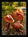 Picture Title - Mushroom Family