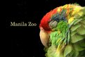 Picture Title - Manila Zoo