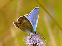 Picture Title - Butterfly.