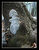 tomb stone swalloved by the tree