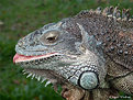 Picture Title - Lizard's Smile