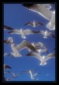 Picture Title - hungry gulls