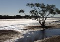 Picture Title - grounded tree