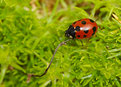 Picture Title - Lady In Red