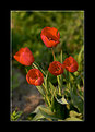 Picture Title - tulips