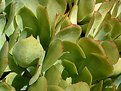 Picture Title - succulent leaves