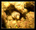 Picture Title - - eel-