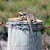Lizard 2
