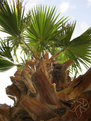 Picture Title - Palm Tree