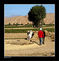 Picture Title - Farmer