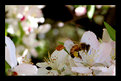 Picture Title - Feeding Bee