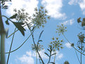 Picture Title - Gazing up at the blue sky