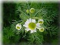 Picture Title - Chimomile Flowers