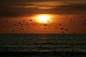 Picture Title - Birds at sunset