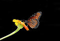 Picture Title - Butterfly