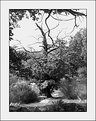 Picture Title - Old chestnut-tree