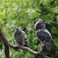 Picture Title - Pigeon Pick-Up