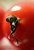 Dancing Tomato