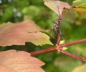 Picture Title - Climbing Fly