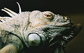 Picture Title - Iguana, portrait