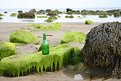 Picture Title - 'ONE GREEN BOTTLE#7'