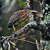 Little Green Heron