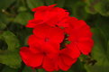Picture Title - Fall geramiums...