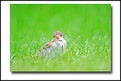 Picture Title - Staring Sparrow