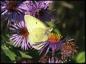 Picture Title - Clouded Sulphur (Colias philodice)