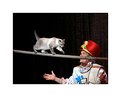 Picture Title - Moscow Cat Theatre: Tight Rope Walk
