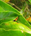 Picture Title - Crouching Under, Hidden Beetle