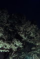 Picture Title - 30 second ghost tree (11:27pm) 