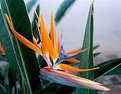 Picture Title - The Bird of Paradise