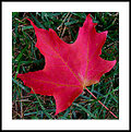 Picture Title - maple leaf number 1