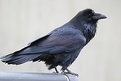 Picture Title - Crow or Raven?