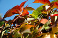 Picture Title - autumn colours