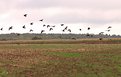 Picture Title - Field with crows