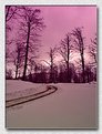 Picture Title - Snow, Trees and Road