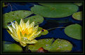 Picture Title - Water lilly and Friend