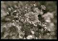 Picture Title - lensbaby b/w flowers