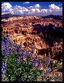 Picture Title - Wildflower on the edge of Cedar Breaks