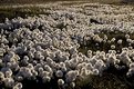 Picture Title - field of fuzz