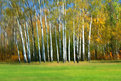 Picture Title - Autumn Aspen 