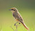 Isabelin shrike