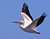 Great White Pelican