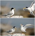 Picture Title - Least tern