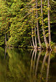 Picture Title - Reflections on Browning Lake