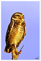 Picture Title - The Owl