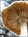 Picture Title - Simply a Mushroom